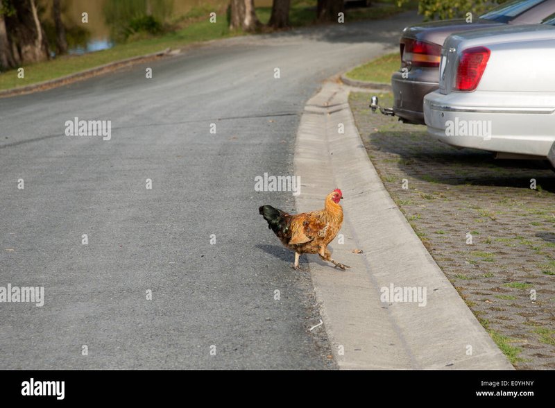 Chicken road online, jugar chicken road