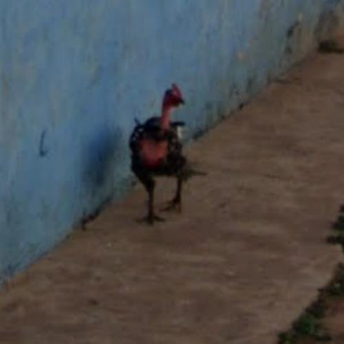 Chicken road casino, chicken road españa
